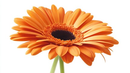A detailed shot of a vibrant orange gerbera daisy with smooth petals and a dark center, isolated white background, minimalistic art style