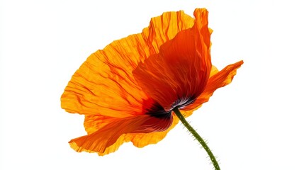 A detailed shot of a vibrant orange poppy flower with its delicate petals, isolated white background, minimalistic art style