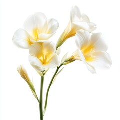Fototapeta premium Close-up of four delicate white freesia flowers with yellow centers on a single stem against a white background.