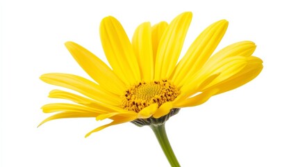 Obraz premium A detailed shot of a vibrant yellow dahlia flower in full bloom, isolated white background, minimalistic art style