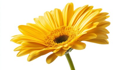 Fototapeta premium A detailed shot of a vibrant yellow daisy in full bloom, isolated white background, minimalistic art style