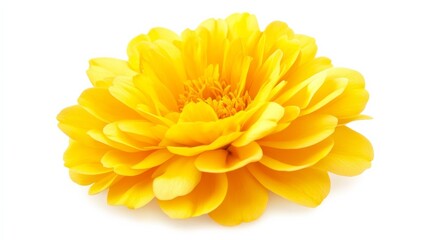 Fototapeta premium A detailed shot of a vibrant yellow gerbera daisy in bloom, isolated white background, minimalistic art style