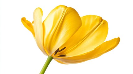 A detailed shot of a vibrant yellow sunflower in full bloom, isolated white background, minimalistic art style