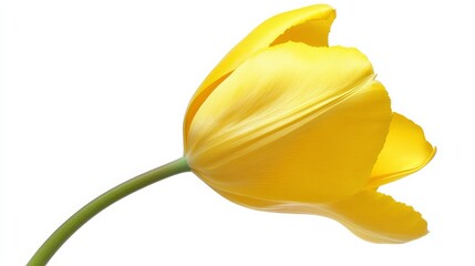 A detailed shot of a vibrant yellow tulip in full bloom, isolated white background, minimalistic art style