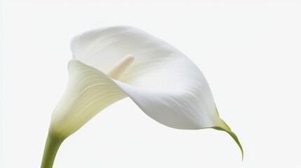 A graceful white calla lily with sleek, trumpet-shaped blooms, on a pure white background