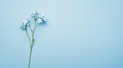 A serene blue forget-me-not flower with tiny, delicate blossoms, on a calm blue background