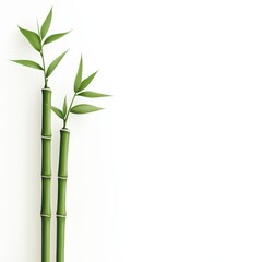 Naklejka premium Bamboo stalks in Asian style, zen garden, white background