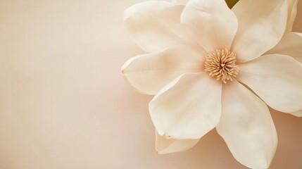 A serene white magnolia blossom with large, velvety petals, on a soft cream background