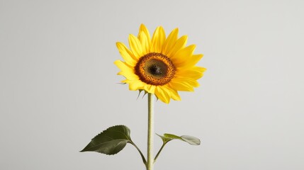 Obraz premium A single bright yellow sunflower against a cool gray background, angled side view, Minimalist style