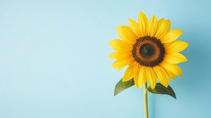 Obraz premium A single bright yellow sunflower against a pastel blue background, close-up shot, Minimalist style