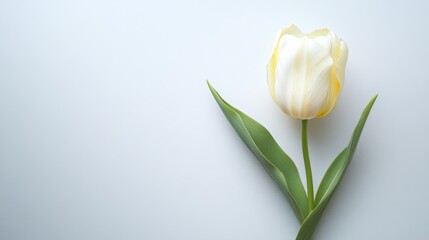 A single soft yellow tulip against a light gray background, top-down shot, Minimalist style