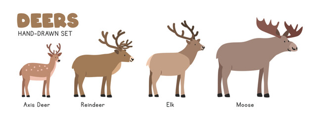 Deer cartoon clipart set. Axis deer, reindeer, elk, moose vector illustrations in flat style. Hand-drawn wild animals concept © Vinh