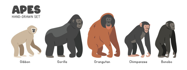 Great ape cartoon clipart set. Gibbon, gorilla, orangutan, chimpanzee, bonobo vector illustrations in flat style. Hand-drawn wild animals concept © Vinh
