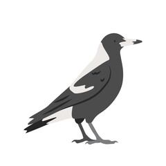 Fototapeta premium Australian magpie cartoon clipart. Australian magpie vector illustration in flat style. Hand-drawn wild animal concept