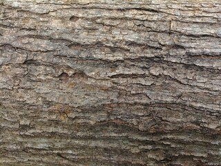 natural background of tree bark texture