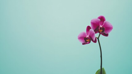 A single vivid purple orchid against a soft mint green background, centered shot, Minimalist style