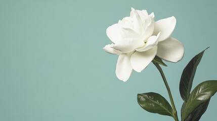 A single white gardenia against a muted teal backdrop, side view shot, Classic style