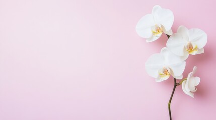 A single white orchid against a light pink background, close-up shot, Serene style