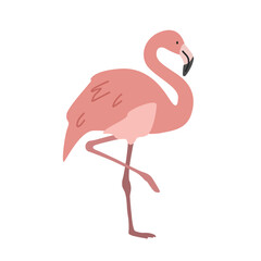 Flamingo cartoon clipart. Pink flamingo vector illustration in flat style. Hand-drawn wild animal concept