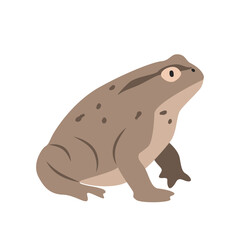 Fototapeta premium True toad cartoon clipart. Toad vector illustration in flat style. Hand-drawn wild animal concept