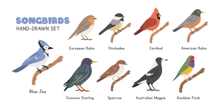 Songbirds cartoon clipart set. Blue jay, robin, chickadee, red cardinal, common starling, Australian magpie, sparrow, Gouldian finch vector illustrations in flat style. Hand-drawn wild animals concept