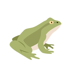 Green frog cartoon clipart. Frog vector illustration in flat style. Hand-drawn wild animal concept