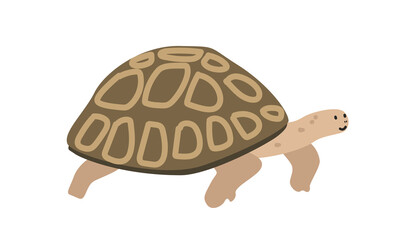 Tortoise cartoon clipart. Tortoise vector illustration in flat style. Hand-drawn wild animal concept
