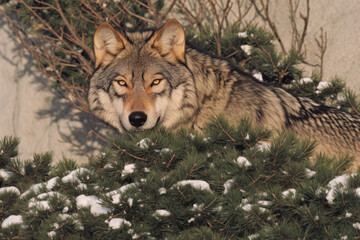 Fototapeta premium wolf peering through snow covered pine branches with intense gaze
