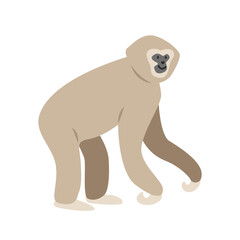 Obraz premium Lar gibbon cartoon clipart. Great ape white-handed gibbon vector illustration in flat style. Hand-drawn wild animal concept