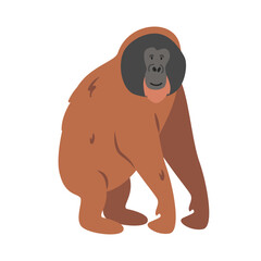 Bornean orangutan cartoon clipart. Great ape orangutan vector illustration in flat style. Hand-drawn wild animal concept