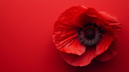 A striking red poppy with silky petals and a dark center, on a vivid red background, Minimalist style