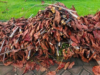 Close-up of a pile of felled and dry tree branches and trunks.