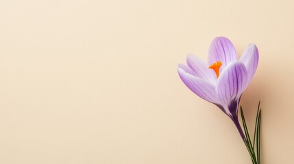 Fototapeta premium A vibrant purple crocus against a soft beige background, close-up shot, Minimalist style