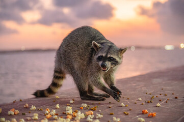 A raccoon eats popcorn at sunset on the pier in the port city of Tampico in Tamaulipas.