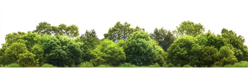 Fototapeta premium Lush green trees isolated on white background. (2)