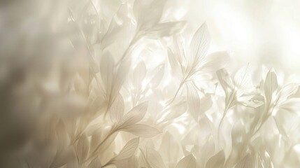 Obraz premium Soft, dreamy floral background with backlit white flowers.