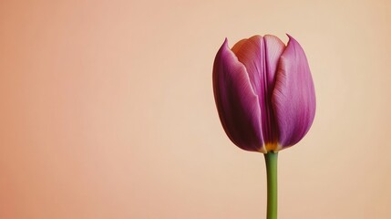 A vivid purple tulip against a light peach background, close-up shot, Minimalist style