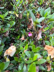 Small Orchid between leaves
