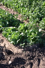 Yuma, AZ. U.S.A. 11/2024.  At the convergence of Arizona, California, Mexico and the Colorado River is Yuma, Arizona, the Winter Lettuce capital of North America. 