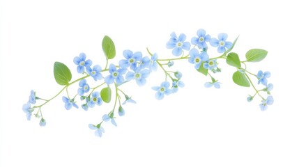 An intricate shot of a soft blue forget-me-not cluster with tiny blossoms and subtle green leaves, isolated white background, minimalistic art style