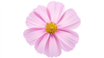 Obraz premium An intricate shot of a soft pink cosmos flower with delicate petals and a yellow center, isolated white background, minimalistic art style