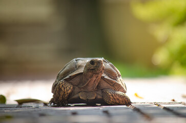 turtle on a branch