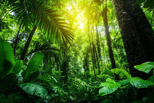 Lush green rainforest canopy bathed in sunlight, vibrant foliage, dense jungle, tropical trees, natural environment.