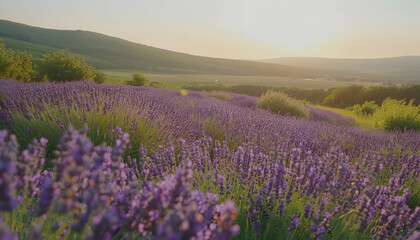 Fototapeta premium Serene sunset over a sprawling lavender field, showcasing the vibrant purple blossoms against a picturesque landscape.