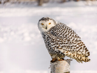 Snowy owl (Bubo scandiacus) perching on a pole on a cold winter morning,    Southern Ontario