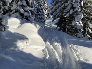 Wonderful winter hiking trails and traces in the fresh alpine snow cover of the Swiss Alps and over the tourist resort of Davos - Canton of Grisons, Switzerland (Kanton Graubünden, Schweiz)