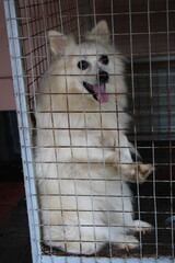 Pomeranian in cage