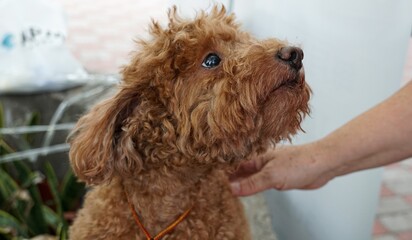 Retrato de um cachorrinho poodle marrom