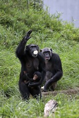 子供を抱いて立ち上がるチンパンジーの母親