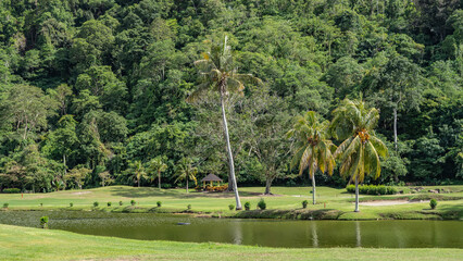 Coconut palms grow in a tropical park on a green lawn by a calm lake. A gazebo for relaxing in the distance. Thickets of lush vegetation on the hill. Malaysia. Borneo. Kota Kinabalu